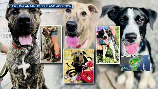 Clear the Shelters spotlight: Carolina Animal Rescue and Adoption