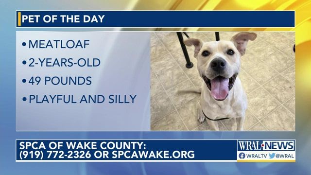 Pet of the Day: Sept. 1