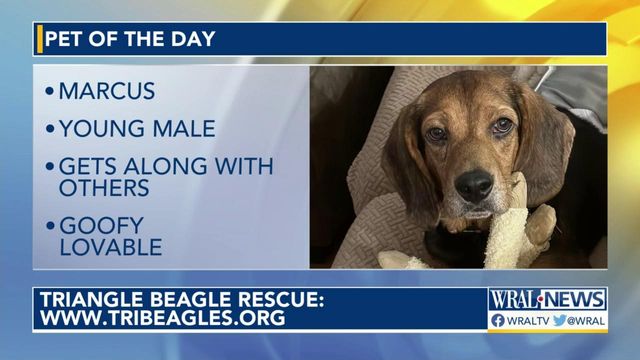 Pet of the Day for Sept. 26, 2023