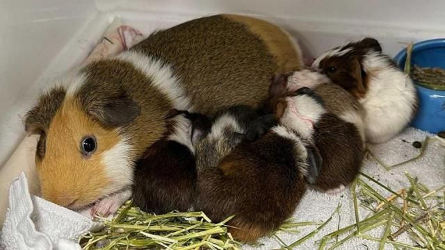 How do guinea pigs have outlet babies