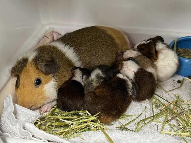 Guinea pig mother gives birth to 10 pups at SPCA of Wake County