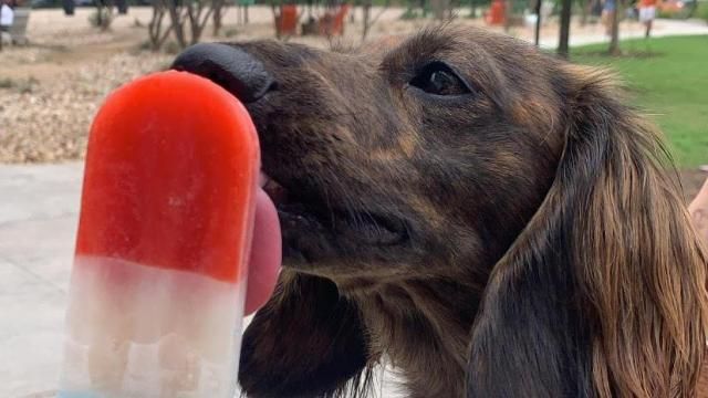 Dog licking popsicle 