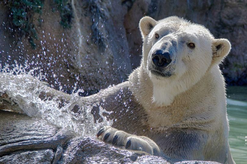 Green polar bears puzzle zoo visitors