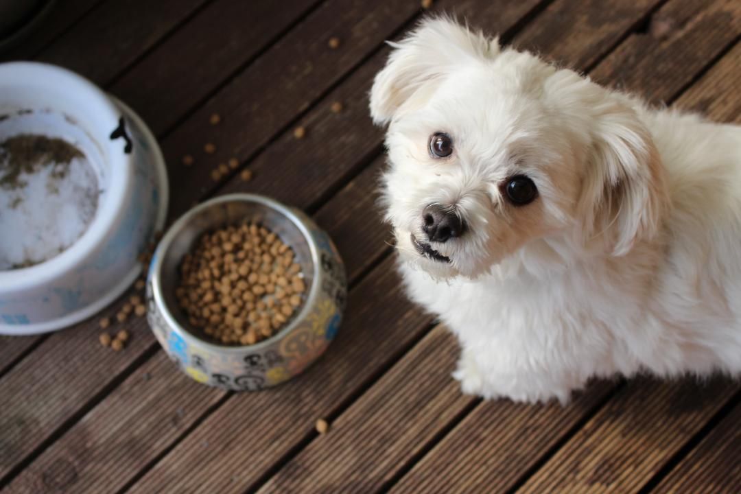 The history of dog food and nutrition from hunting to the raw