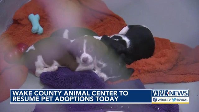 Wake County Animal Center to resume pet adoptions starting Monday