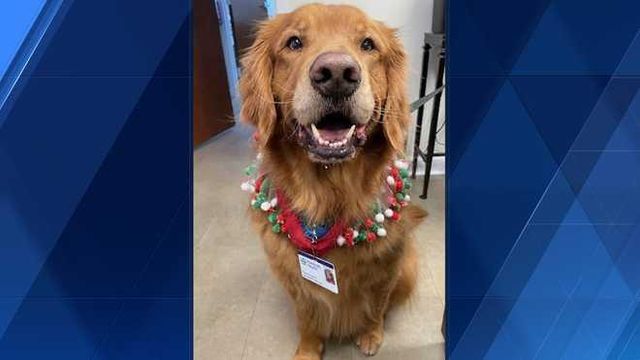 Therapy dog 'rings the bell' to celebrate cancer remission