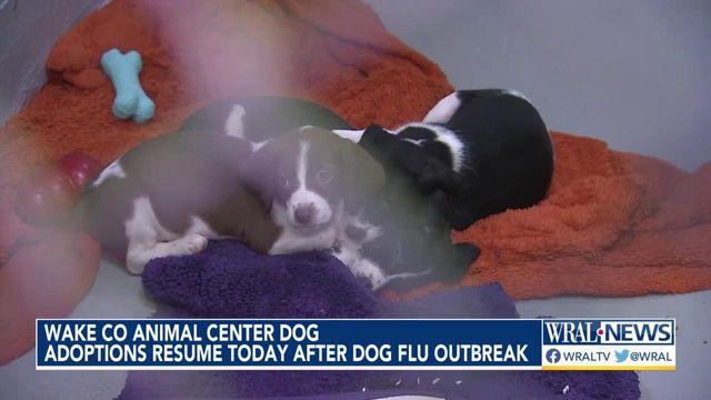 Dog adoptions at Wake Animal Center resume Wednesday