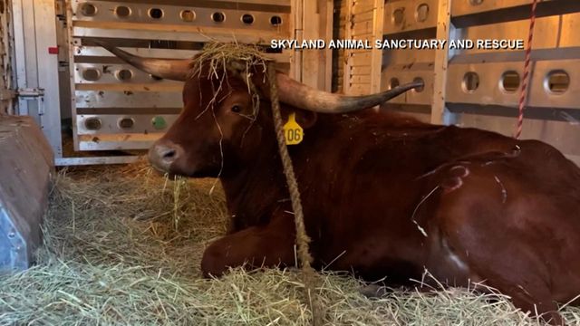Bull found in NJ train station has new home