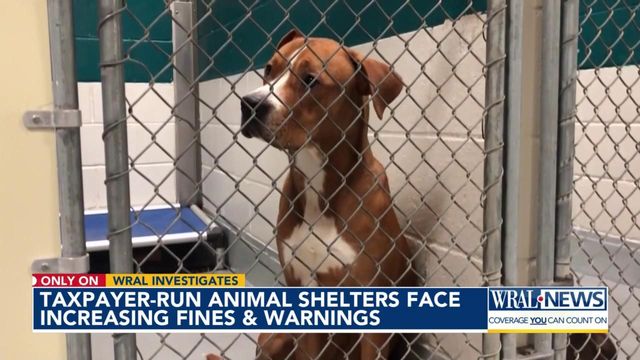 On WRAL at 6: Dirty cages & injured dogs left untreated. WRAL Investigates the alarming conditions at local animal shelters