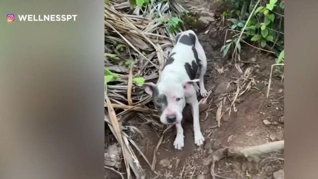 Hiker turned hero after rescuing dog, reuniting 'Stevie' with owner