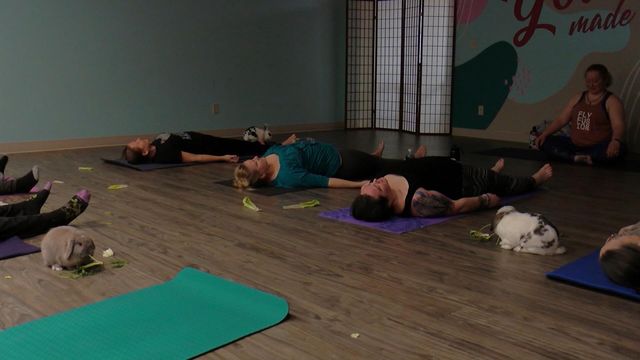 A Wisconsin yoga studio hosted a bunny yoga to raise money for a rabbit rescue.