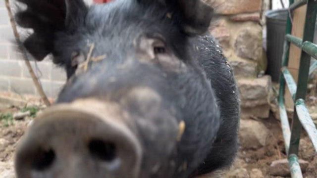 Police lure 450-pound pig back home with Oreos
