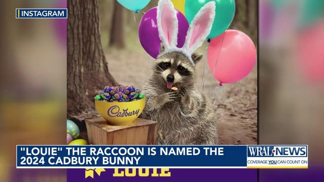 'Louie' the raccoon wins Cadbury Bunny Contest  