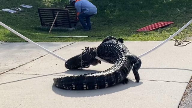 8-foot gator pulled from storm drain