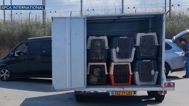 Man helps bring dozens of dogs from Gaza to US for adoption
