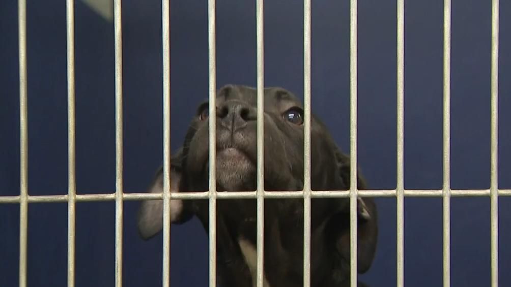 Animal shelter in crisis More dogs are being killed at rural NC