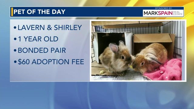Pet of the Day for April 11, 2024