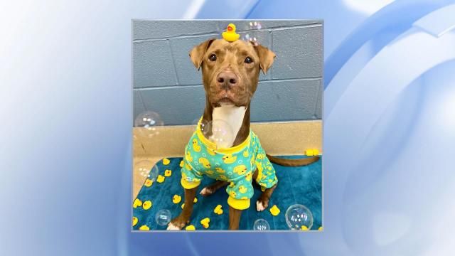 SPCA Wake launches 'Dogs in Duckie Pajamas' promotion to increase adoptions