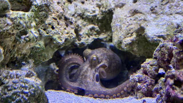 This undated photo taken by Cameron Clifford, shows Terrance, the pet octopus his son Cal adopted at their home in Edmond, Okla. The family soon learned that Terrance was female as she laid 50 eggs that later hatched, with nearly half of them surviving. Although female octopuses usually die soon after laying their eggs, Terrance is still alive four months later. (Cameron Clifford via AP)