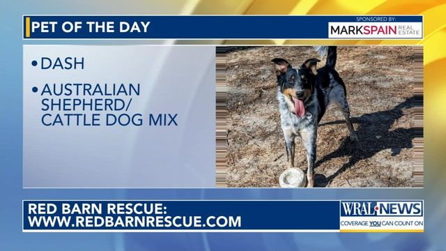 Pet of the Day for April 16, 2024