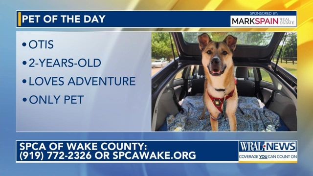 Otis is the Pet of the Day for May 9, 2024.