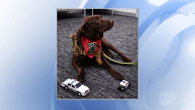Durham Police Department therapy dog Siren