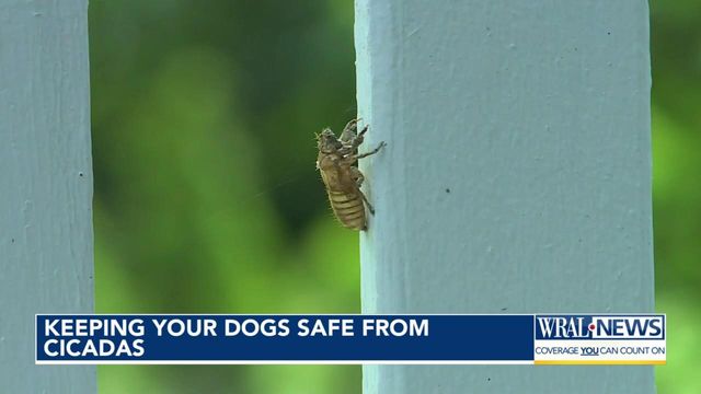 How to keep your dogs safe from cicadas