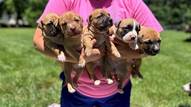 Mother, 5 puppies rescued after being abandoned in suitcase outside fire department