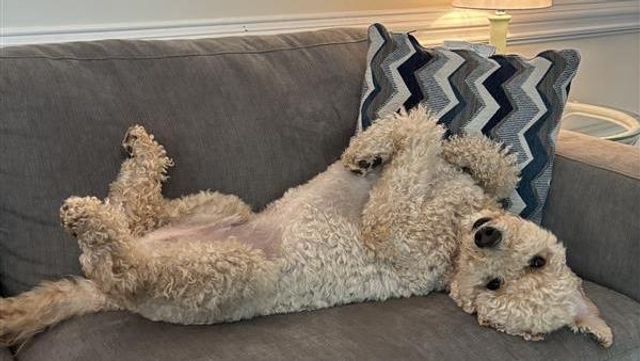 A file photo of a dog upside down on the couch.
