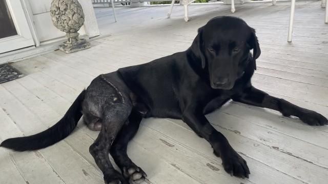 Strike, a 4-year-old Labrador Retriever in Southport, was attacked by an alligator.