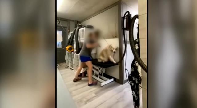 NC aggressive dog groomer, Classy Critters Pet Resort & Spa