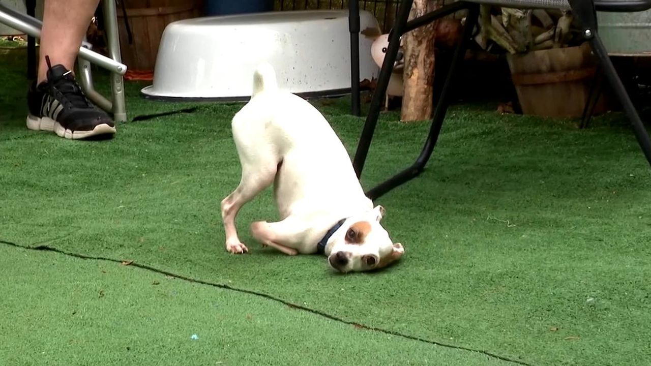 Georgia Man Credits 2 Legged Chihuahua for Saving Him from Deadly Heart Attack 2 2-legged chihuahua helps save owner's life