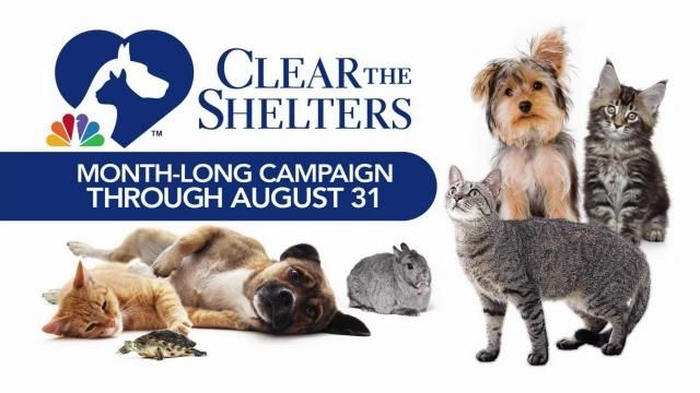 Clear the shelters: SPCA of Wake County waives adoption fees, open until midnight
