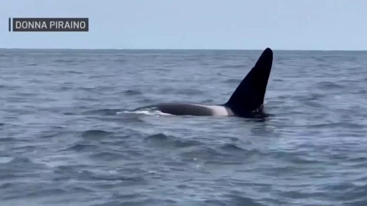 Massachusetts couple spots rare, legendary orca