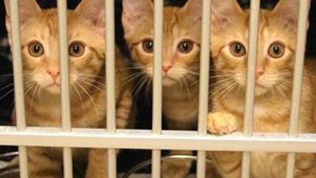 Shelters seeing surge in unwanted pets