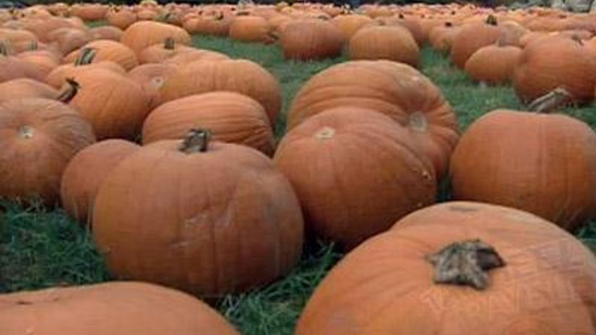 Tar Heel Traveler Halloween Special
