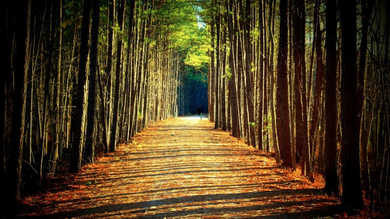 tobacco trail raleigh The American Tobacco Trail