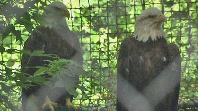 Tourists flock to Carolinas Raptor Center