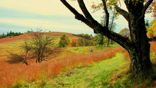 Bluff Mountain Trail in Doughton State Park. Photograph by Bill Leslie. Bluff Mountain Trail in Doughton State Park. Photograph by Bill Leslie.