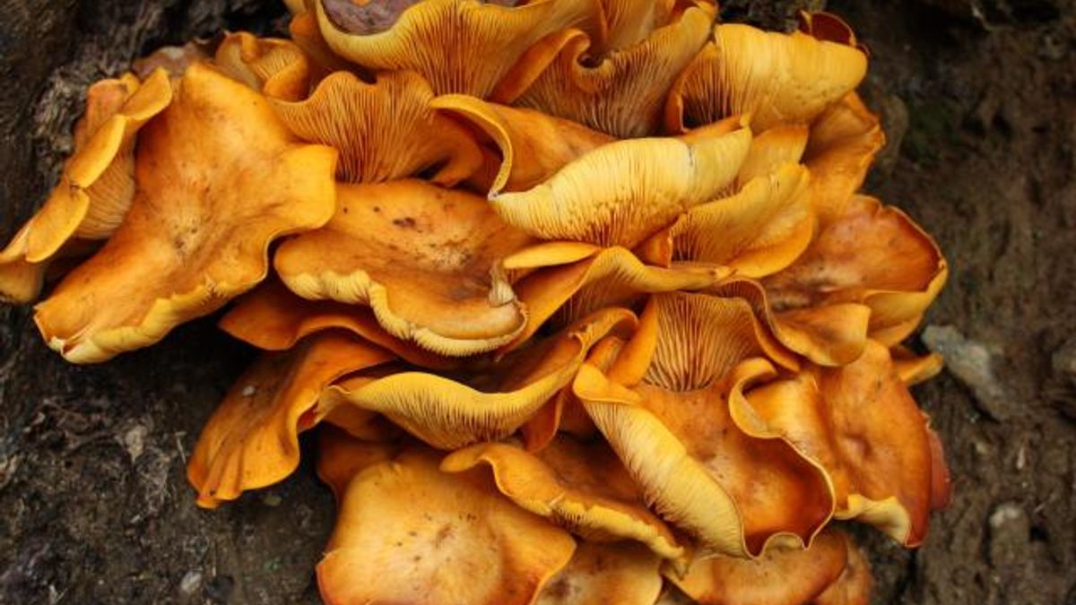 Forest Mystery