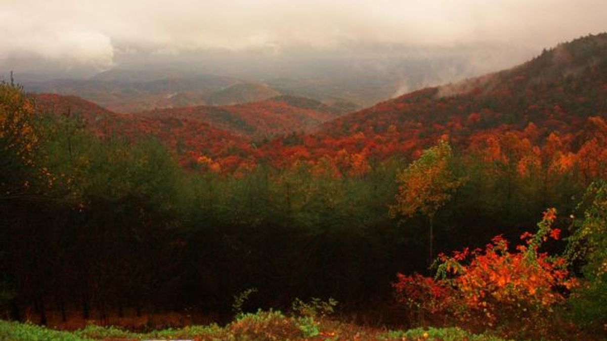 Vibrant Valley