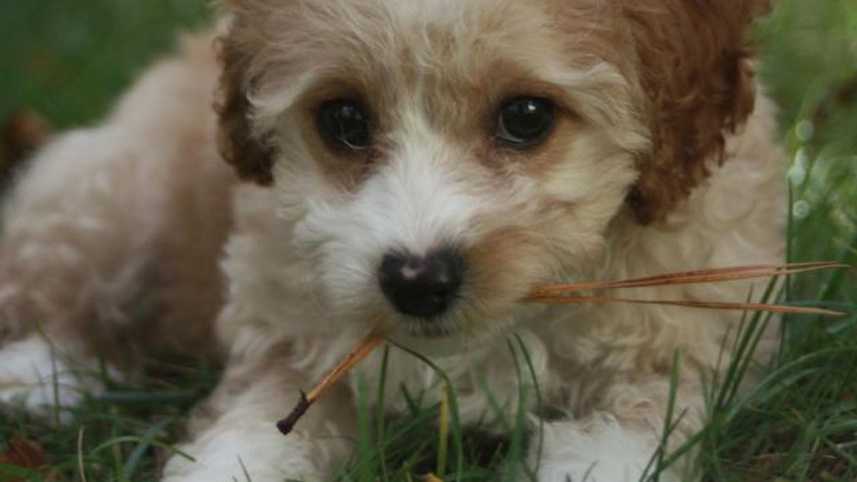 Rufus Report - Week 3