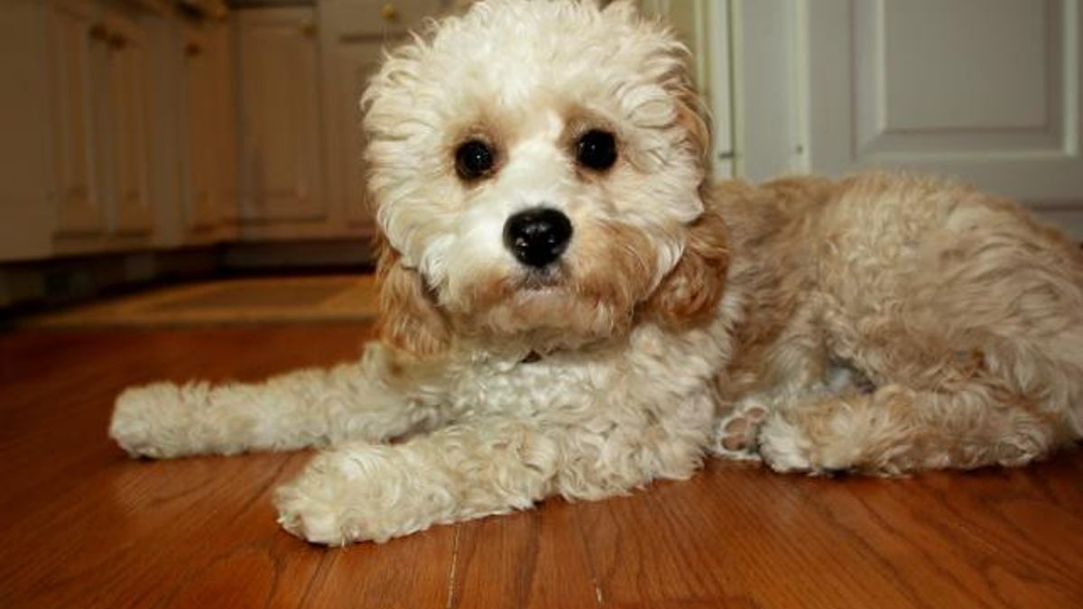 Southern Names (Rufus)