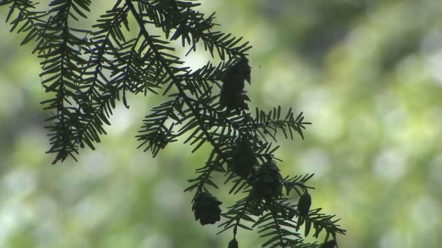 Hemlock Bluffs Nature Preserve_03