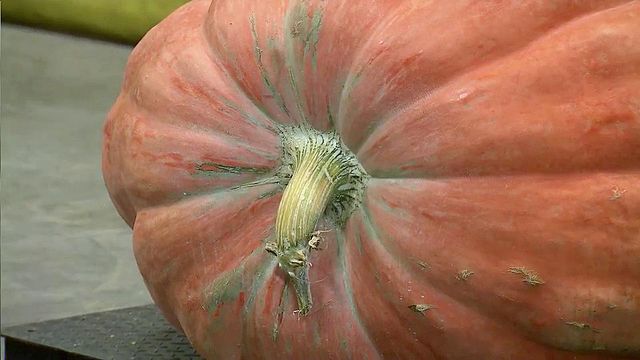 948-pound pumpkin wins big prize