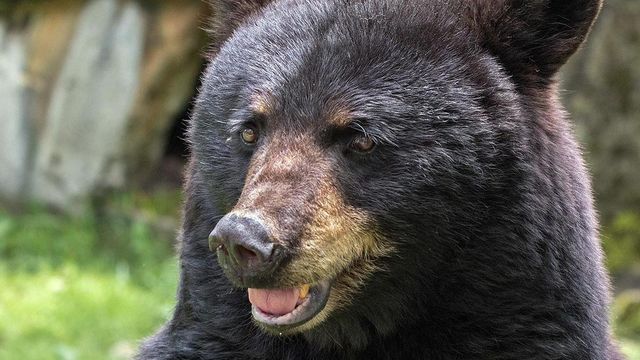 Nature: Bears in North Carolina 