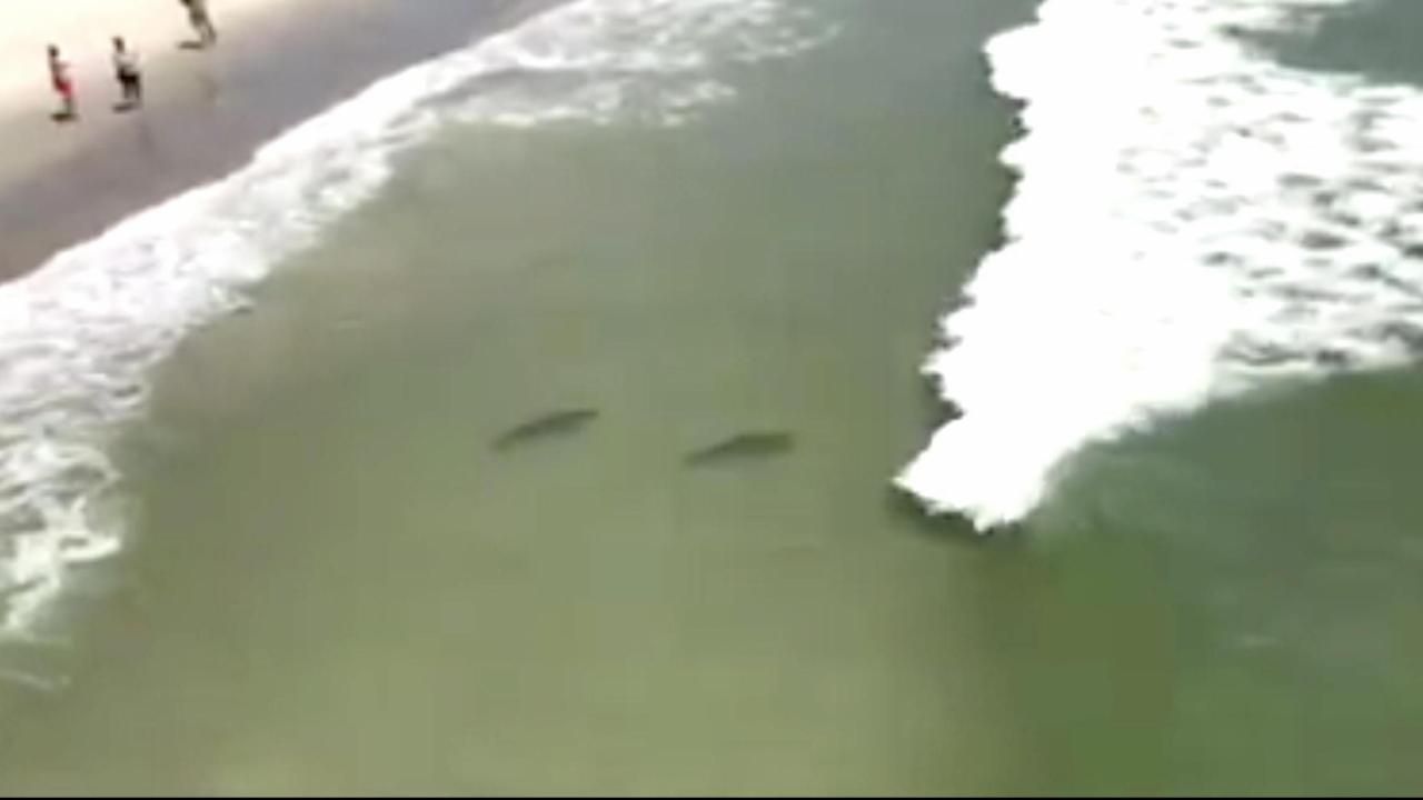 Video shows sharks swimming close to Myrtle Beach shore