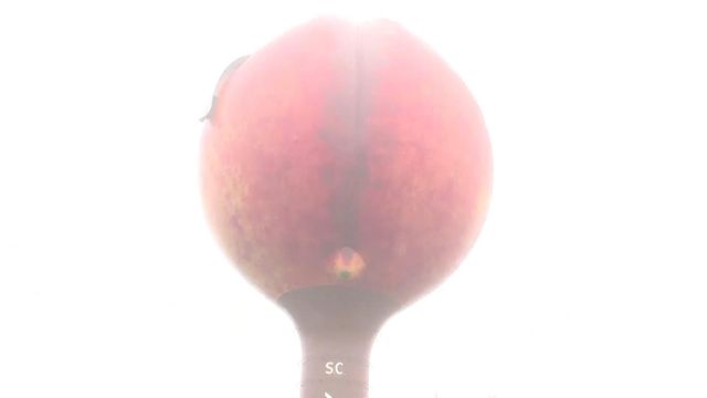 SC's peach gets more protection