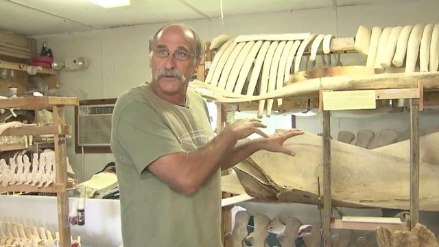Bone collector uncovers mystery of sea creatures piece by piece
