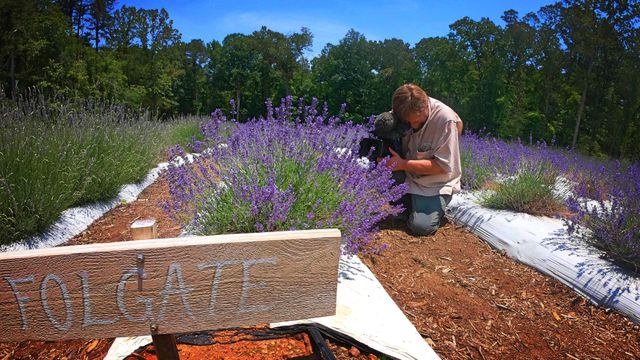 Lavender farm fulfills Chapel Hill couple's taste for challenge